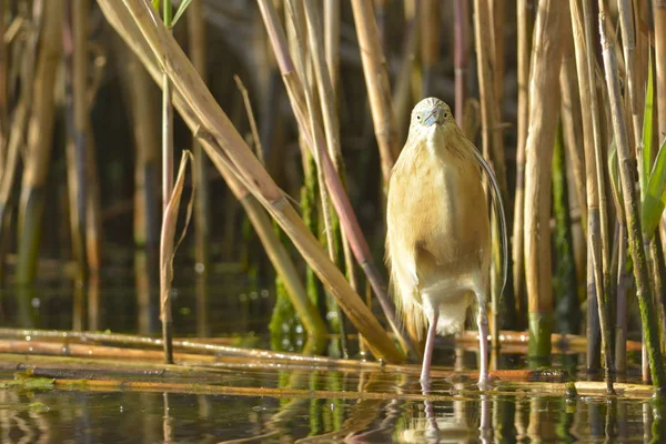 Garza de Squacco cerca de Reed — Foto de Stock