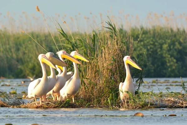 Witte pelikaan (Pelecanus onocrotalus)) — Stockfoto