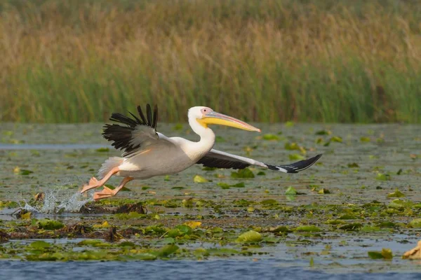 Λευκό πελεκάνο (Pelecanus onocrotalus) — Φωτογραφία Αρχείου