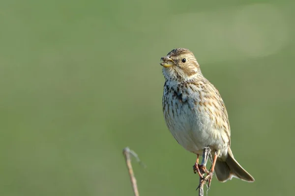 Кукуруза Бантинга (Emberiza calandra ) — стоковое фото