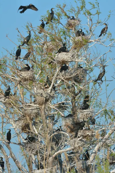 Storskarv (Phalacrocorax carbo)) — Stockfoto