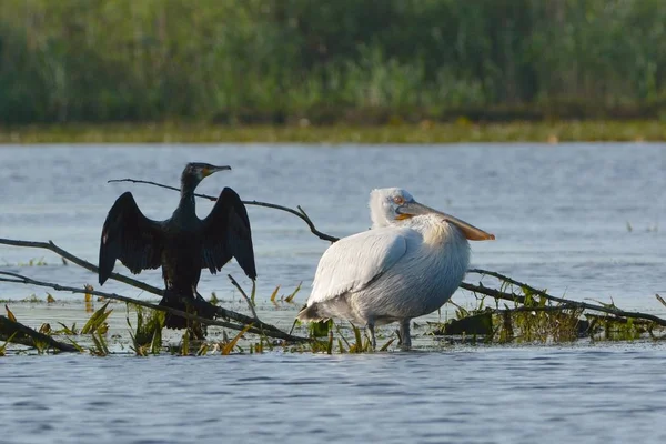 ダルマチア・ペリカン(Pelecanus crispus)) — ストック写真