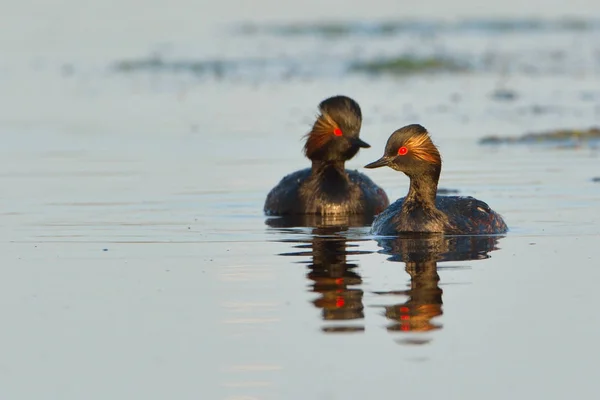 Par de Grebes de pescoço preto na água — Fotografia de Stock