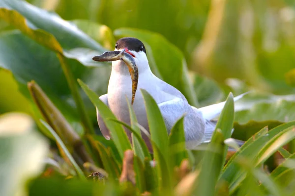 Genel Tern (Sterna hirundo) — Stok fotoğraf