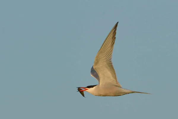 Seeschwalbe (Sterna hirundo)) — Stockfoto