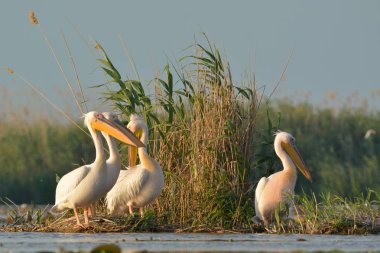 beyaz pelikan (Pelecanus onocrotalus)