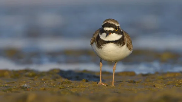 Piccolo amante suonato (Charadrius dubius ) — Foto Stock