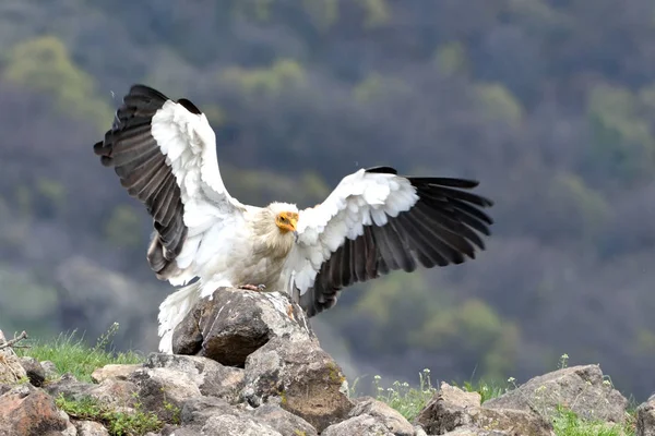 Avvoltoio egiziano atterraggio sulle montagne — Foto Stock
