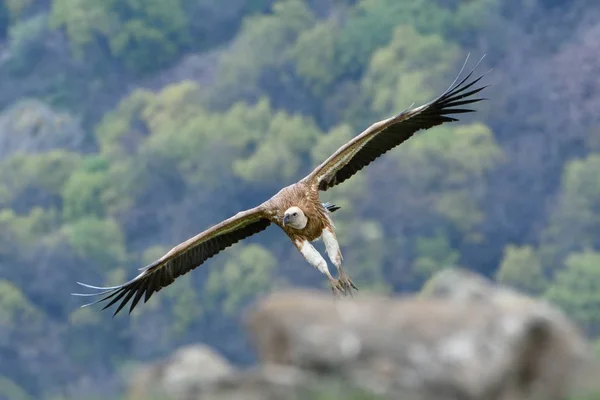 Griffon Vulture en vol, dans les montagnes — Photo