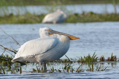 Dalmaçyalı pelikan (Pelecanus crispus)