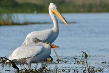 Dalmaçyalı pelikan (Pelecanus crispus)