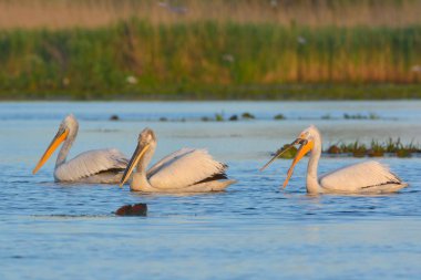 Dalmaçyalı pelikan (Pelecanus crispus)