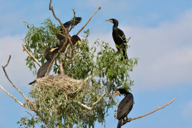 Büyük Karabatak (Phalacrocorax karbo)