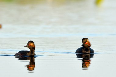 Siyah boyunlu dalgıç su çifti