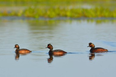 Siyah boyunlu dalgıç su grubu