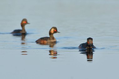 Siyah boyunlu dalgıç su grubu