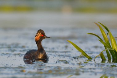 kara boyunlu batağan (podiceps nigricollis)