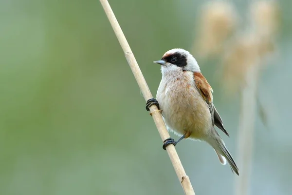 Penduline Tit su una filiale in primavera — Foto Stock