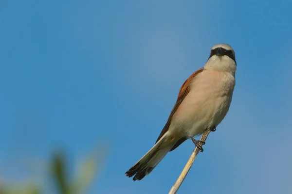 Shrike con respaldo rojo (Lanius collurio) en una caña — Foto de Stock