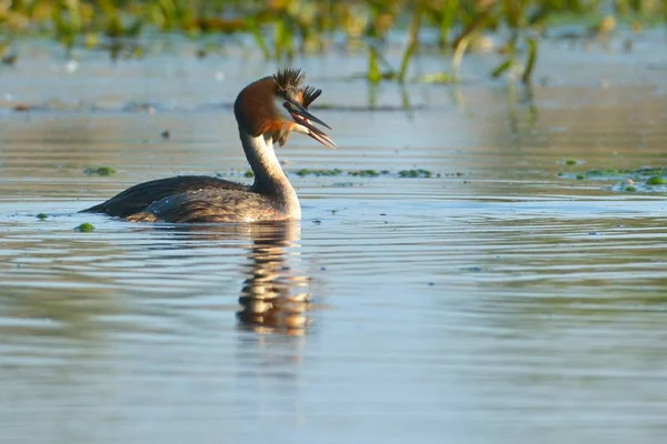 Great Crested Grebe Pair on Water — Stock Photo, Image