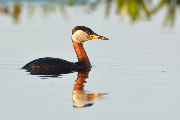 Red Necked Grebe on Water — Stock Photo, Image