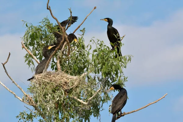 Velký kormorán (Phalacrocorax carbo) — Stock fotografie