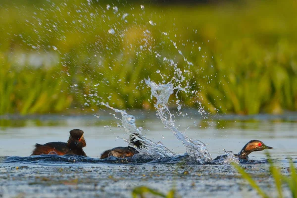 Kara boyunlu batağan (podiceps nigricollis) — Stok fotoğraf