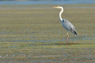 Gri balıkçıl (Ardea cinerea) gıda için arama