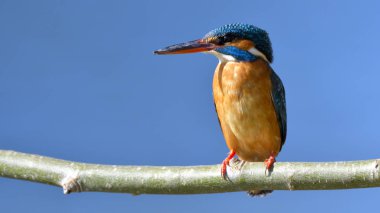 Ortak Kingfisher (Alcedo athis)
