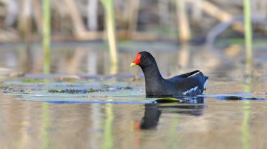 su üzerinde ortak moorhen