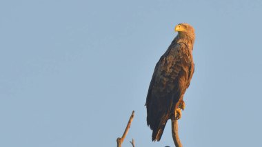 Beyaz kuyruklu kartal (Haliaeetus albicilla)