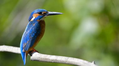 Ortak Kingfisher (Alcedo athis)