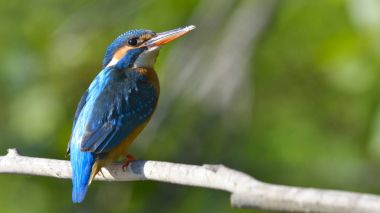 Ortak Kingfisher (Alcedo athis)