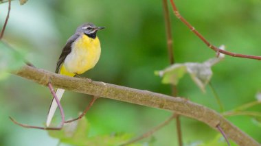 Gri kuyruksallayan (Motacilla cinerea)
