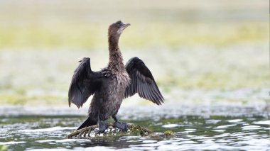 Küçük karabatak (Phalacrocorax pygmeus)
