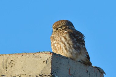 Küçük Baykuş (Athene noctua)