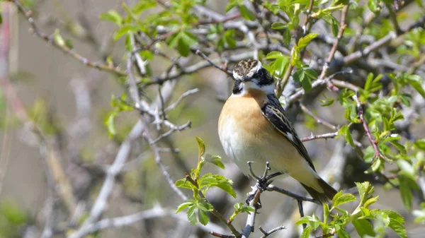 Винчат (Saxicola rubetra) ) — стоковое фото