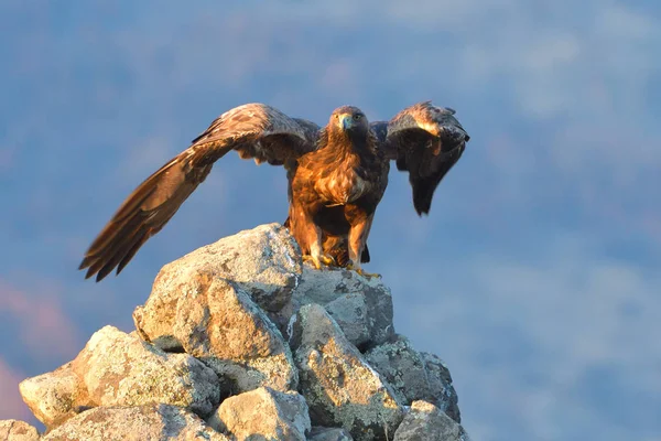 金鹰从岩石上起飞 — 图库照片