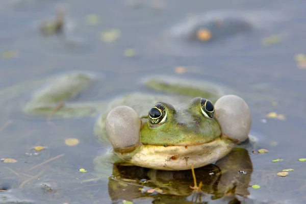 上水食用蛙 — 图库照片