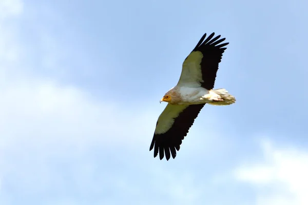 Ägyptische Geier auf der Flucht, in den Bergen — Stockfoto