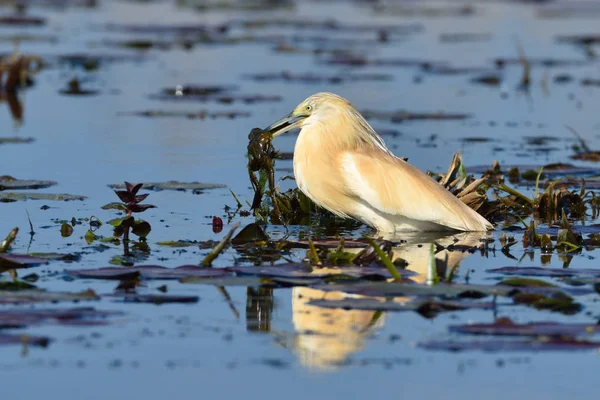 Squacco Heron (Ardeola ralloides) — Stock Photo, Image