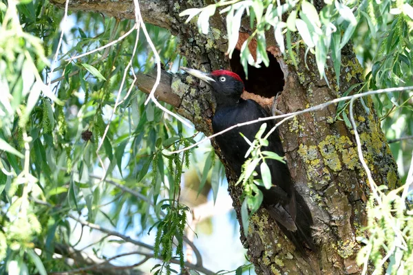 Black woodpecker (Dryocopus martius) — Stock Photo, Image