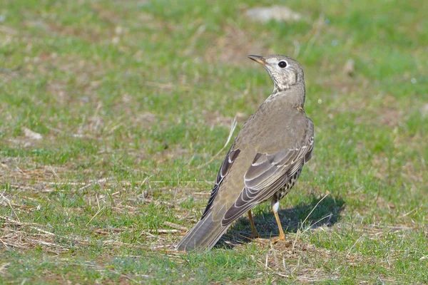 Dubbeltrast (Turdus Viscivorus) på en äng — Stockfoto