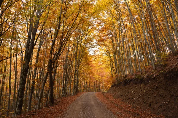 Piękny las jesienią, w Rumunii — Zdjęcie stockowe
