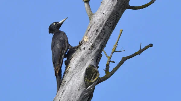 Black woodpecker (Dryocopus martius) — Stock Photo, Image