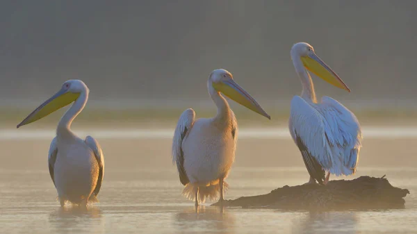 흰 사다새 (Pelecanus onocrotalus)) — 스톡 사진