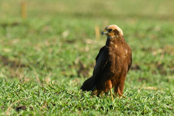 Marsh harrier (Circus aeruginosus) — Stock Photo, Image