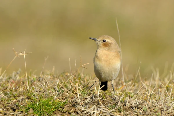 Desert wheatear (Oenanthe deserti), Feminino — Fotografia de Stock