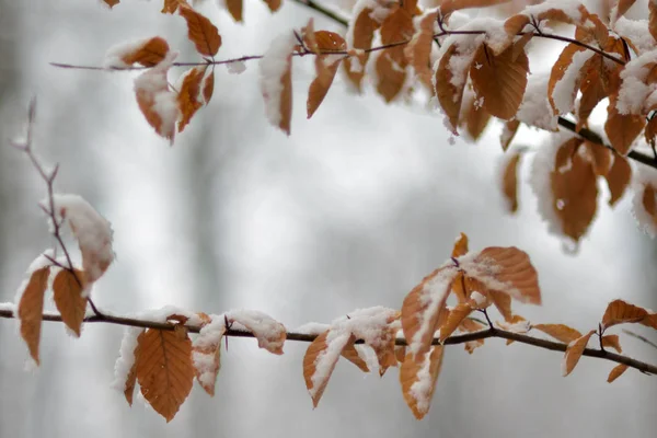 Cadre d'hiver, neige sur les feuilles — Photo