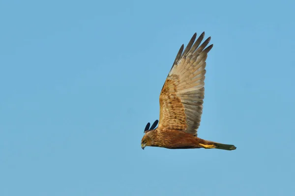 Kiekendief (circus aeruginosus)) — Stockfoto